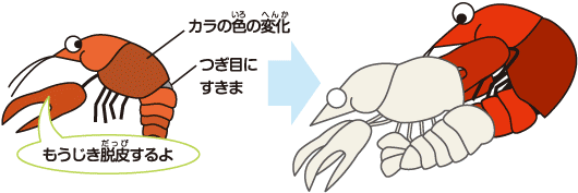 小学校低学年 みんな 脱皮している 保健室のポケット